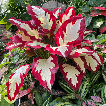 🌿Caladium Giganteum Bulbs 🌟The tropical star of your garden