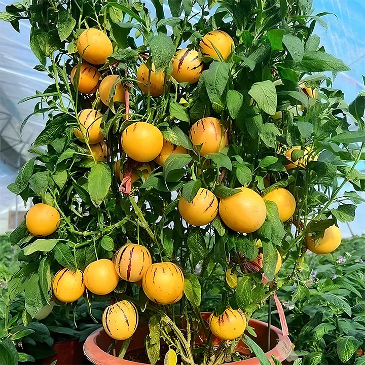 🍈 Grow Sweet, Juicy Melons Right at Home
