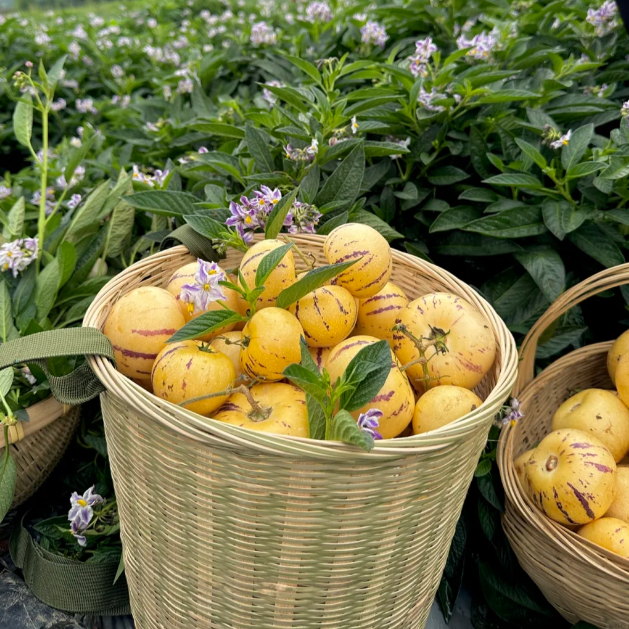 😋Plant Once, Harvest Sweet Pepino Fruits All Season
