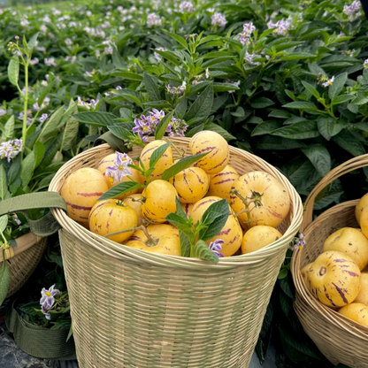 😋Plant Once, Harvest Sweet Pepino Fruits All Season