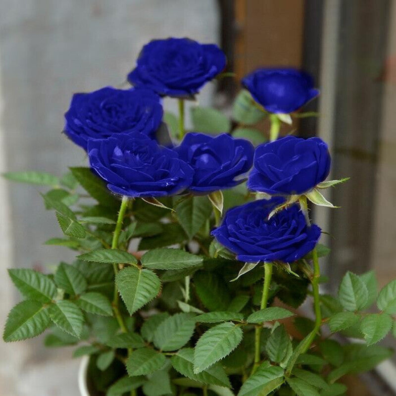 🤗🌹Rare Twin Red White Rose Seeds  – Stunning Garden Blooms, Easy to Grow🌱👩🏻‍🌾