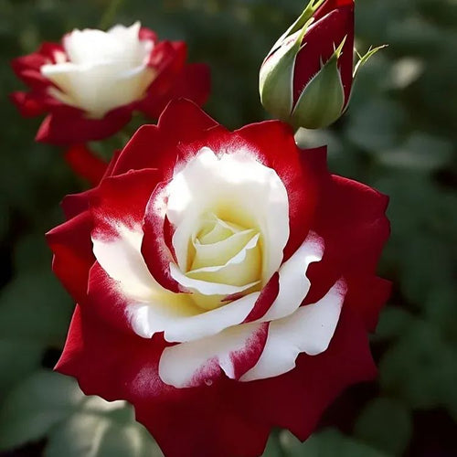 This Rose Doesn’t Look Real… But It Is ❤️🤍 Two Colors. One Breathtaking Bloom.