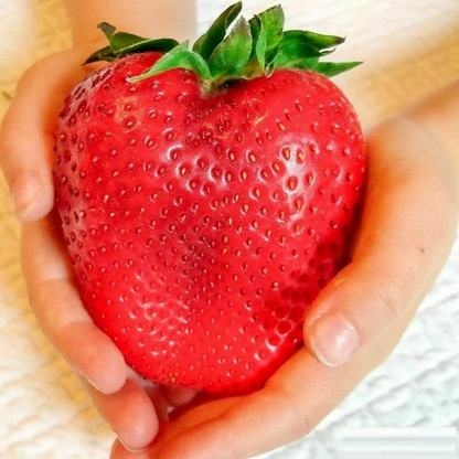 Rare Giant Strawberry Seeds 🍓 Grow Huge, Easy to grow
