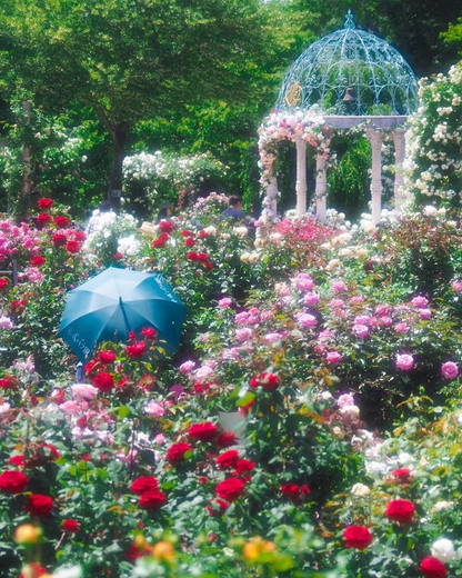 💐Mixed Color Rose Combination Seeds