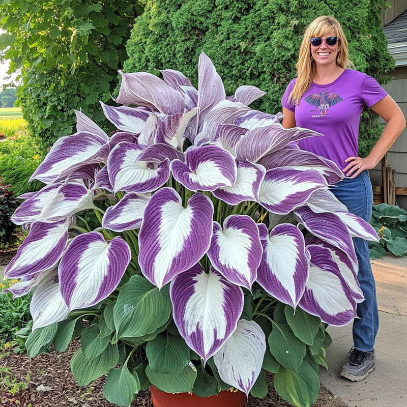 🌿Rare Premium Hosta Bulbs– Easy to grow🌸Transform Your Garden!