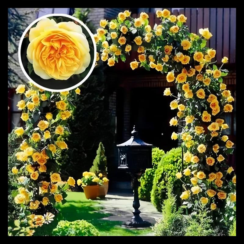 🌹 Fast-Growing Climbing Roses – Beautiful Blooms in Just One Year!
