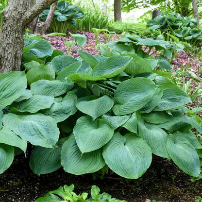 🌿Rare Premium Hosta Bulbs– Easy to grow🌸Transform Your Garden!