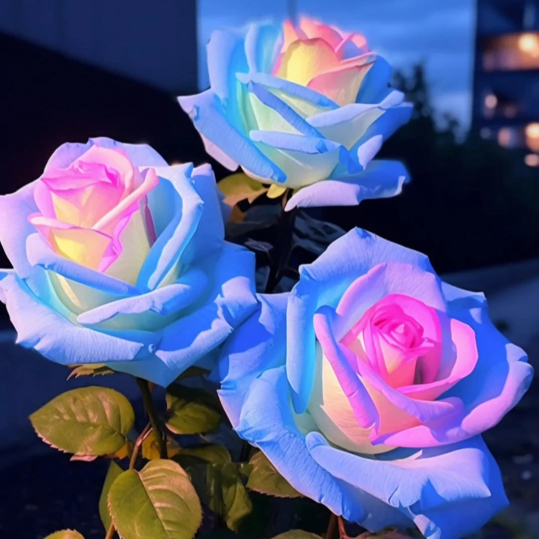 Rare Bag Blue Pink Rose Seed