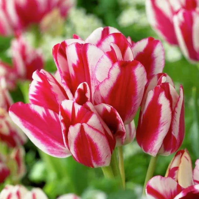 Multiflora Tulip Bulbs (Club Series)🌷 Grow in Water or Soil, Bloom Next Month