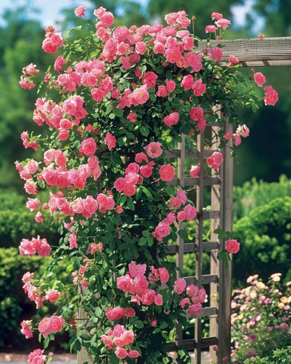 🌈Rare Climbing Roses 🌹Vigorous & Fragrant✨The Ultimate Garden Upgrade