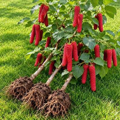 🌳 Rare Giant Red & Black Mulberry Tree Saplings 🌿