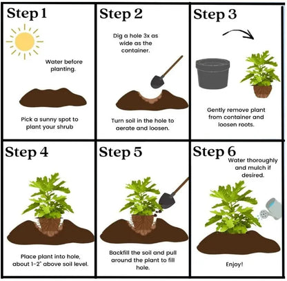 🔥50K+ SOLD!💟Perennial Cherry Tree Seedlings🌱Easy to Plant & Perfect for Any Space!