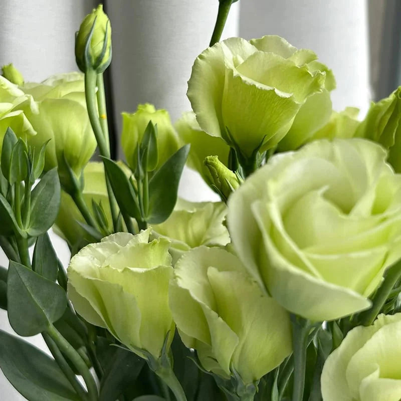 💖🌷Experience the Beauty of Eustoma in Your Own Garden 💐