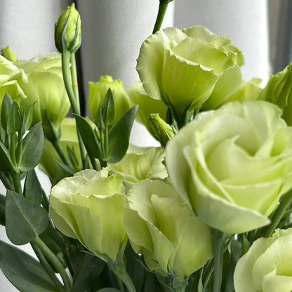💖🌷Experience the Beauty of Eustoma in Your Own Garden 💐