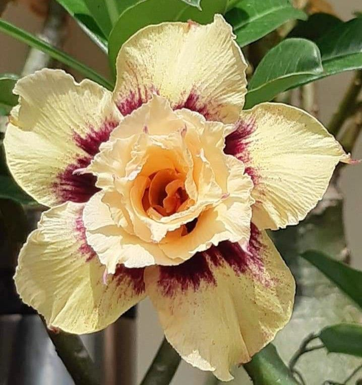 🔥Desert roses up to 50% off – Now at a Discount!🎁 😍Loves to bloom, long flowering period 🌵 Desert Rose