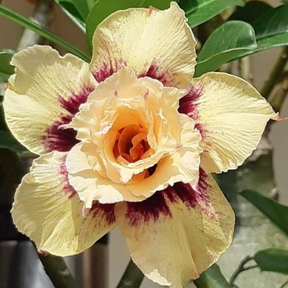 🌵⁺♡₊Bring Exotic Desert Rose Beauty Into Your Garden