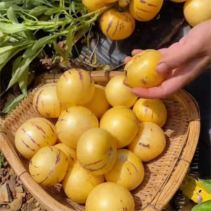 🍐🍐Pepino Melon Seeds