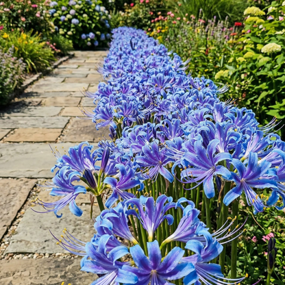 💥💮Seraphic Glow Spider Lily Bulbs – Easy to Grow, Stunning Blooms