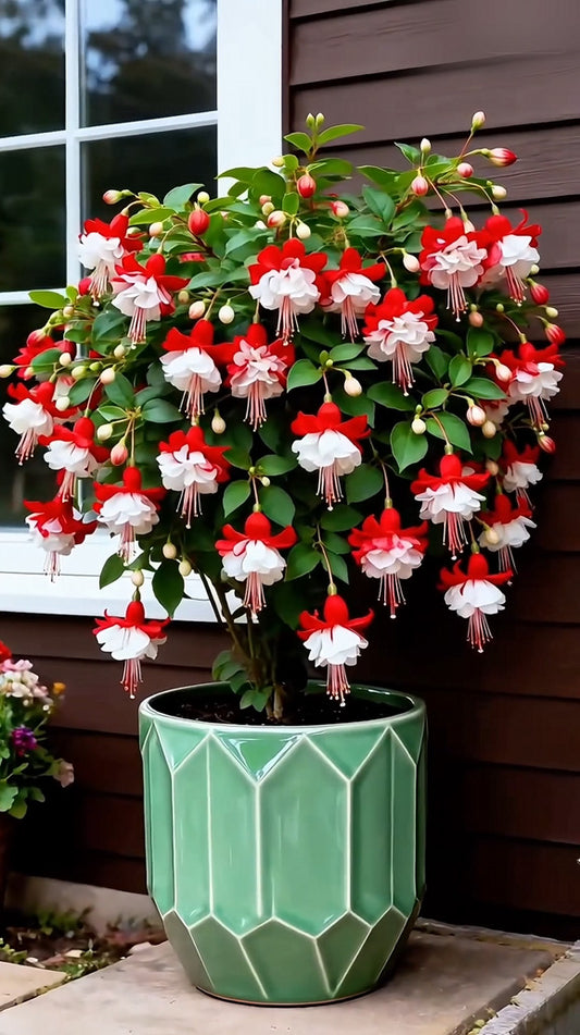 🌙 Fuchsia bulbs – Let your garden gently illuminate