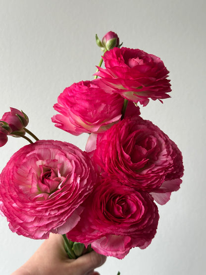 🌸 Grow Bouquet-Quality Flowers at Home with Ranunculus Bulbs 💐