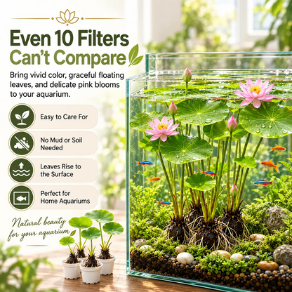 🌿🐟Grow Your Own Colorful Hydroponic Lotus! 🌸🔥 From Aquarium to Underwater Paradise!