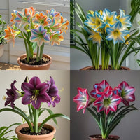 🔥Mixed (most popular) 6pcs