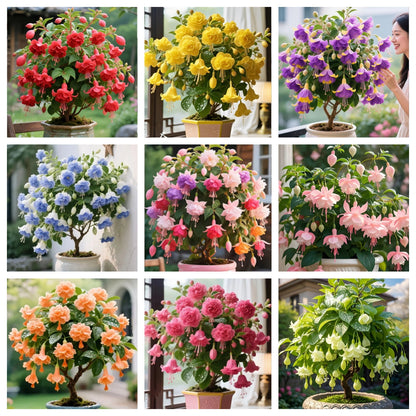 🌙 Fuchsia bulbs – Let your garden gently illuminate