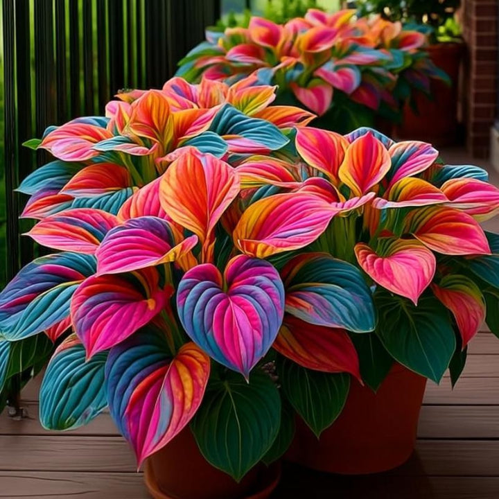 🔥New! The Rainbow