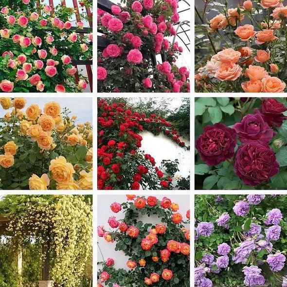 🌹 Fast-Growing Climbing Roses – Beautiful Blooms in Just One Year!