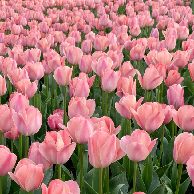 🌷‎⋆. ݁Create a Garden Full of Elegant Tulips