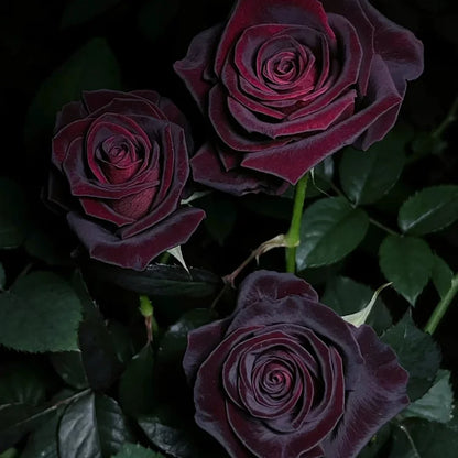 🌺Black Baccara Rose-The Rose That Looks Almost Black