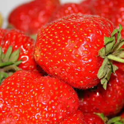 🍓🍓Super Giant Strawberry Fruit Seeds-very easy to grow🍓🍓