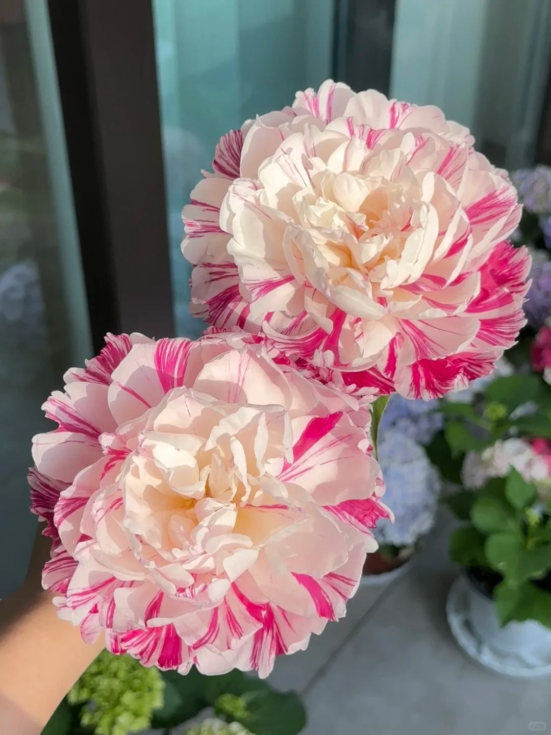 🌺 Peony Bulbs: The Queen of Flowers for Your Garden