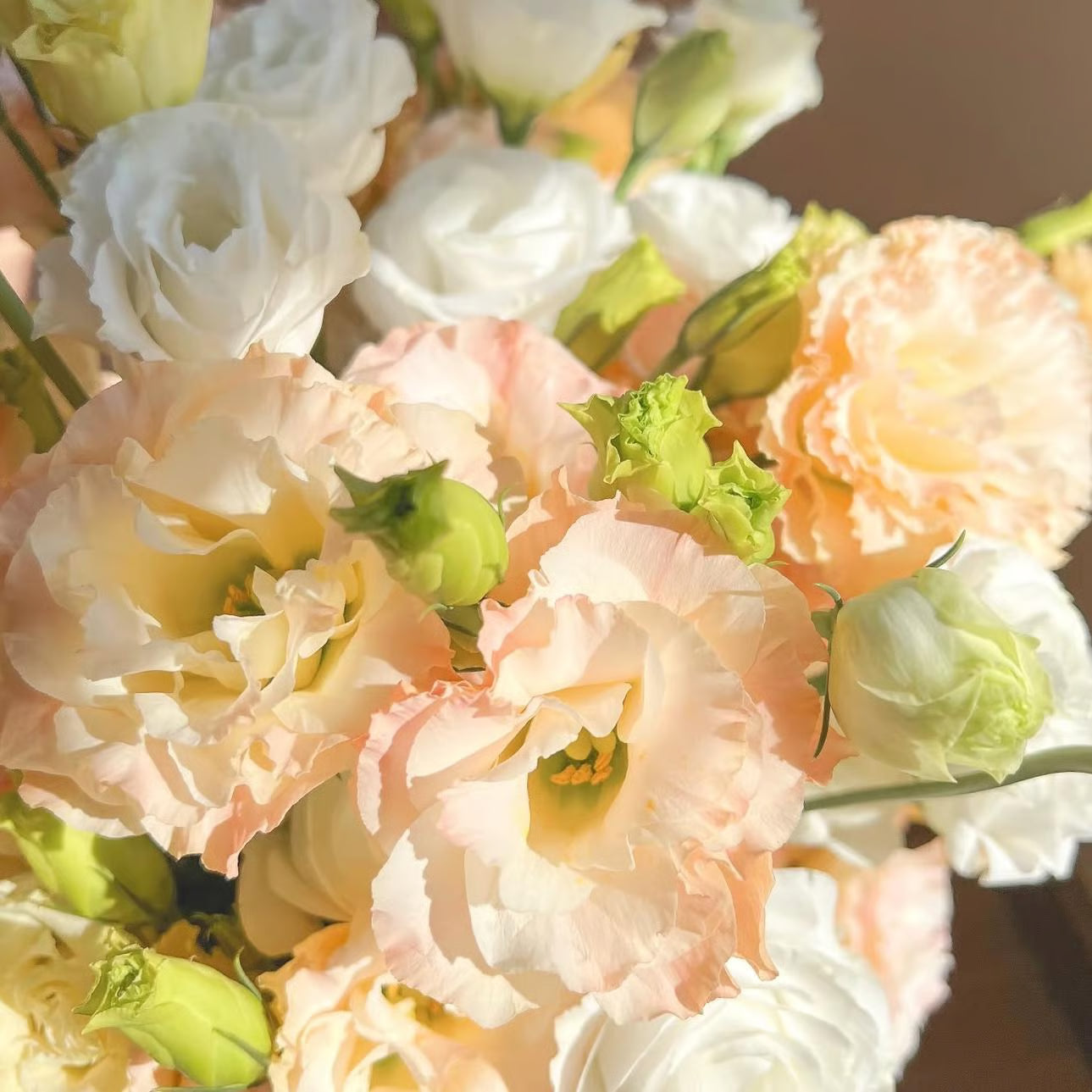 💖🌷Experience the Beauty of Eustoma in Your Own Garden 💐