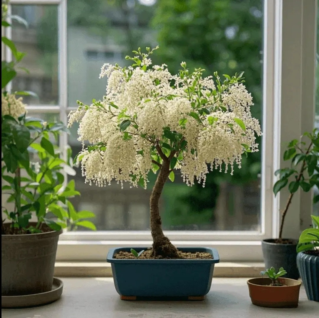 🏠🌳Add color and fragrance to the space-Tassel seeds🍃