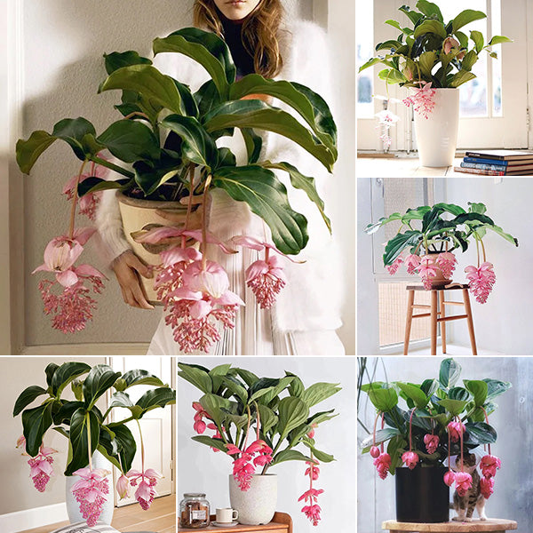 🌸Medinilla Magnifica Flower Seeds🪴