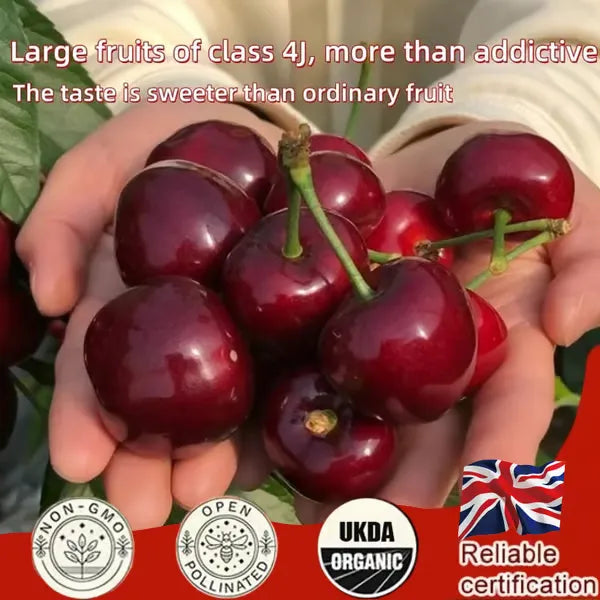 🌳BIG SALE🍒Cherry tree seeds / Cherry seeds Plant Ideal for Gardens