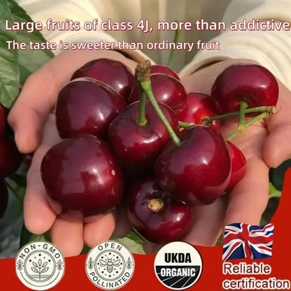 🌳BIG SALE🍒Cherry tree seeds / Cherry seeds Plant Ideal for Gardens