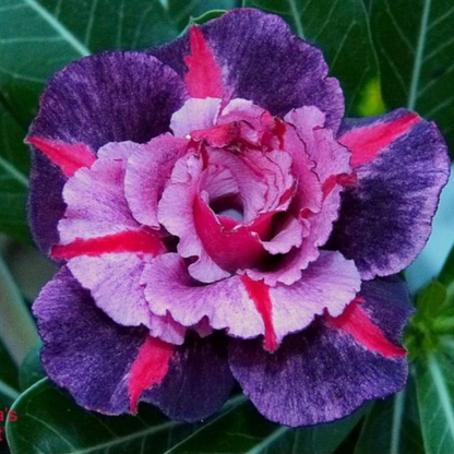 🌵⁺♡₊Bring Exotic Desert Rose Beauty Into Your Garden