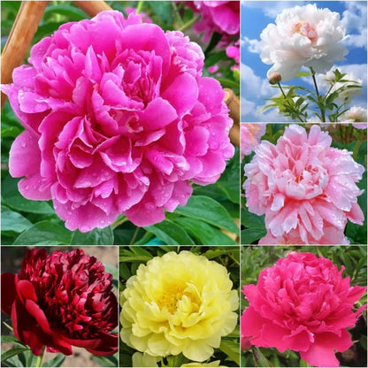 🌺🌺🌺 Bring the “Queen of Flowers” to Your Backyard