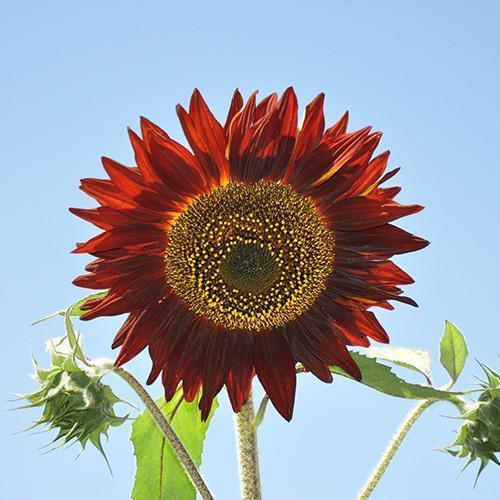 🌻 Colorful Sunflower Seeds Mix ✨ Grow a Bright, Vibrant Garden with Ease