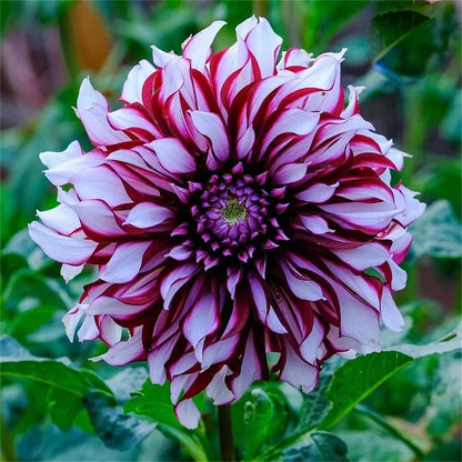 🌺 Rare Double Dahlias 🌿 Bold, Lush Blooms You Won’t Find in Ordinary Gardens