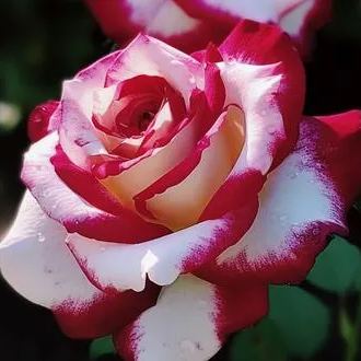 This Rose Doesn’t Look Real… But It Is ❤️🤍 Two Colors. One Breathtaking Bloom.