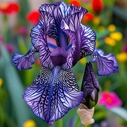⚜️Rare Iris Bulbs-Extremely Rare Iris Bulbs –🦋 Grow a Masterpiece