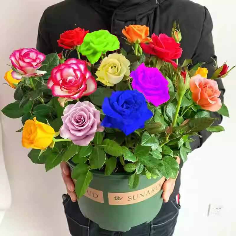 Mixed Color Rose Combination Seeds💐