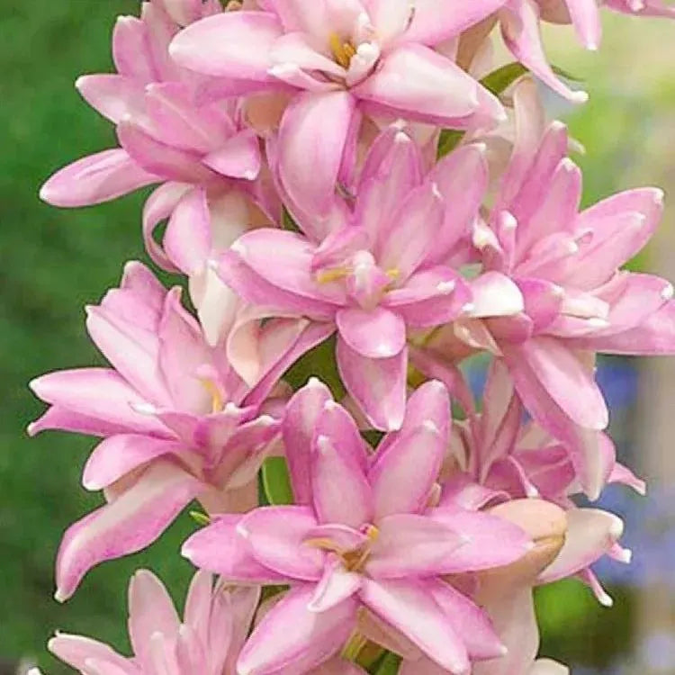 💖 Double Fragrant Tuberose 🌸🌙 A Garden Favorite for Romantic Evenings