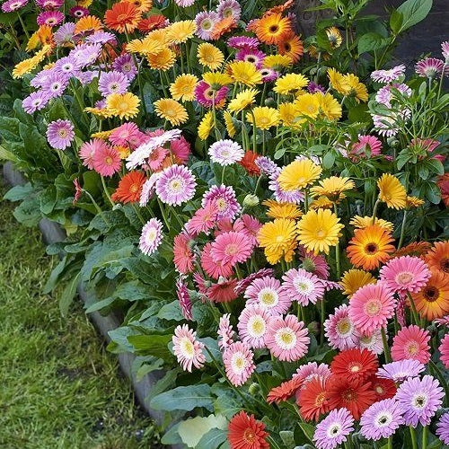 🌼 Heat-Resistant Gerbera Seeds – Bold Color, Built for Heat