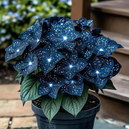 🎁Midnight blue Hosta-A Radiant Addition to Your Home! 🌟