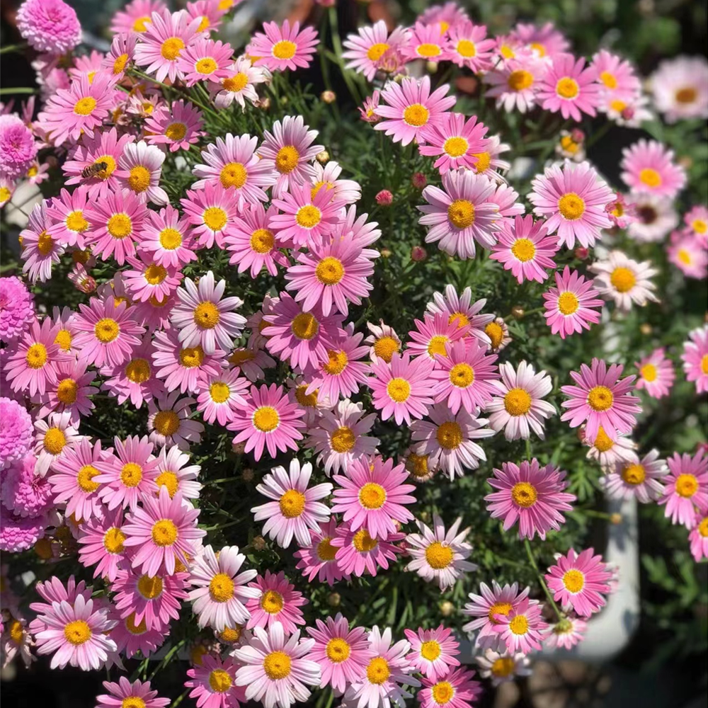 ❌️🦟Mixed Color Pyrethrum Daisies for a Healthier Garden 🌸