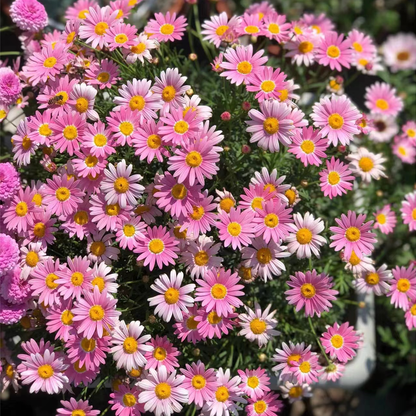 ❌️🦟Mixed Color Pyrethrum Daisies for a Healthier Garden 🌸